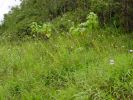 Orchideen entlang des Stainback Hwy.s